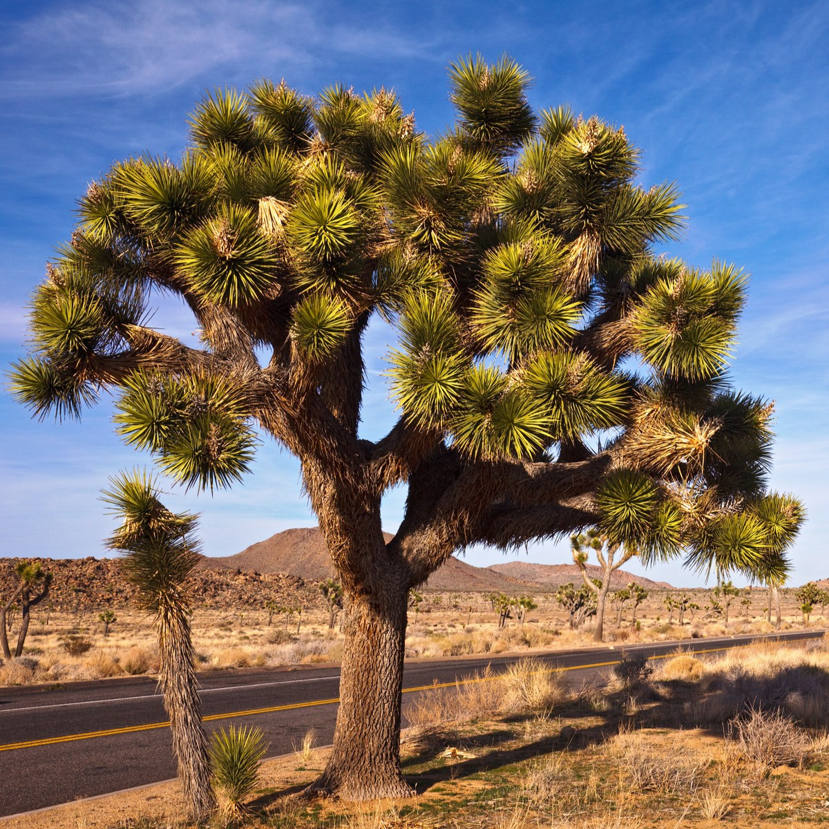 Juka kratkolistna - Joshua Tree - Yucca brevifolia - semena juke - 20 kosov