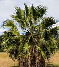 Palma nitasta Washingtonia - Washingtonia filifiera - semena palme - 15 kos