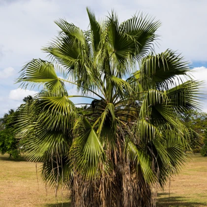 Palma nitasta Washingtonia - Washingtonia filifiera - semena palme - 15 kos