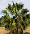 Palma nitasta Washingtonia - Washingtonia filifiera - semena palme - 15 kos