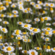 Rmen rolní - Anthemis arvensis - semena rmenu - 0,2 g