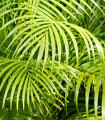 Madagaskarska palma - Dypsis madagascariensis - semena palme - 3 kosi