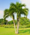 Palma zvita - Dypsis prestoniana - semena palme - 3 kos.
