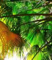 Kitajska palma - rastlina Livistona Chinensis - semena palm - 3 kosi