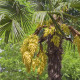 Žumara ztepilá - Trachycarpus fortunei - semena palmy - 2 ks