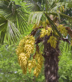 Žumara - Trachycarpus fortunei - semena palme - 2 kos