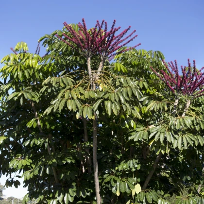 Šeflera actinophylla - Schefflera actinophylla - semena šeflery - 6 ks