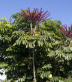 Šeflera actinophylla - Schefflera actinophylla - semena šeflere - 6 kos