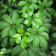 Šeflera paprskovitá - Schefflera arboricola - semena šeflery - 6 ks