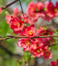 Kdoulovec - Chaenomeles Japonica - semena kdoulovce - 5 ks