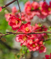 Kutina - Chaenomeles Japonica - semena kutine - 5 kosov