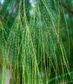 Tropski hrast - Casuarina cunninghamiana - semena hrasta - 5 kosov