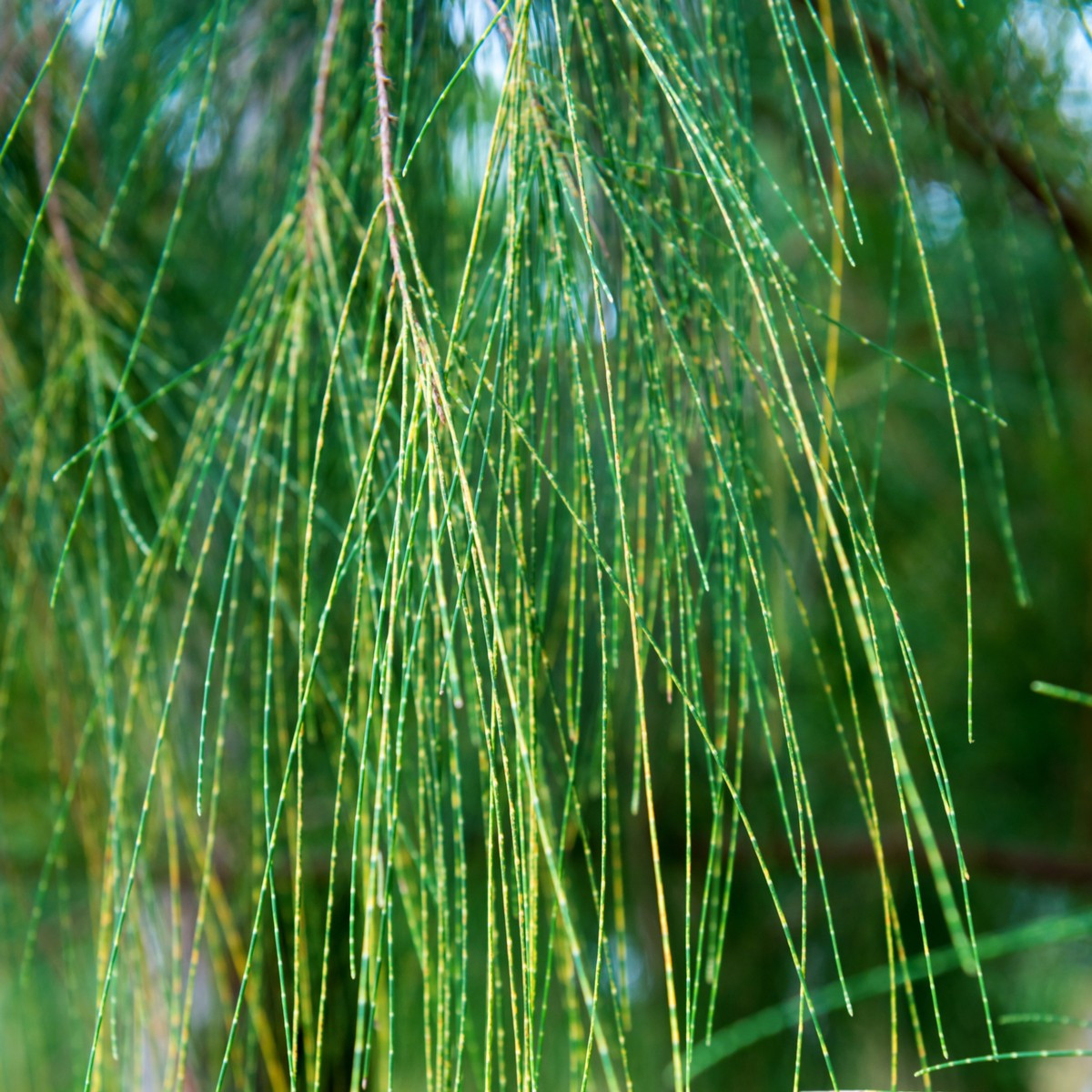 Tropický dub - Casuarina cunninghamiana - semena dubu - 5 ks