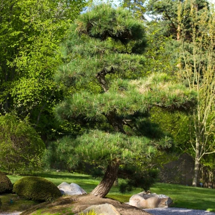 Borovice japonská černá - Pinus thunbergii - semena borovice - 5 ks