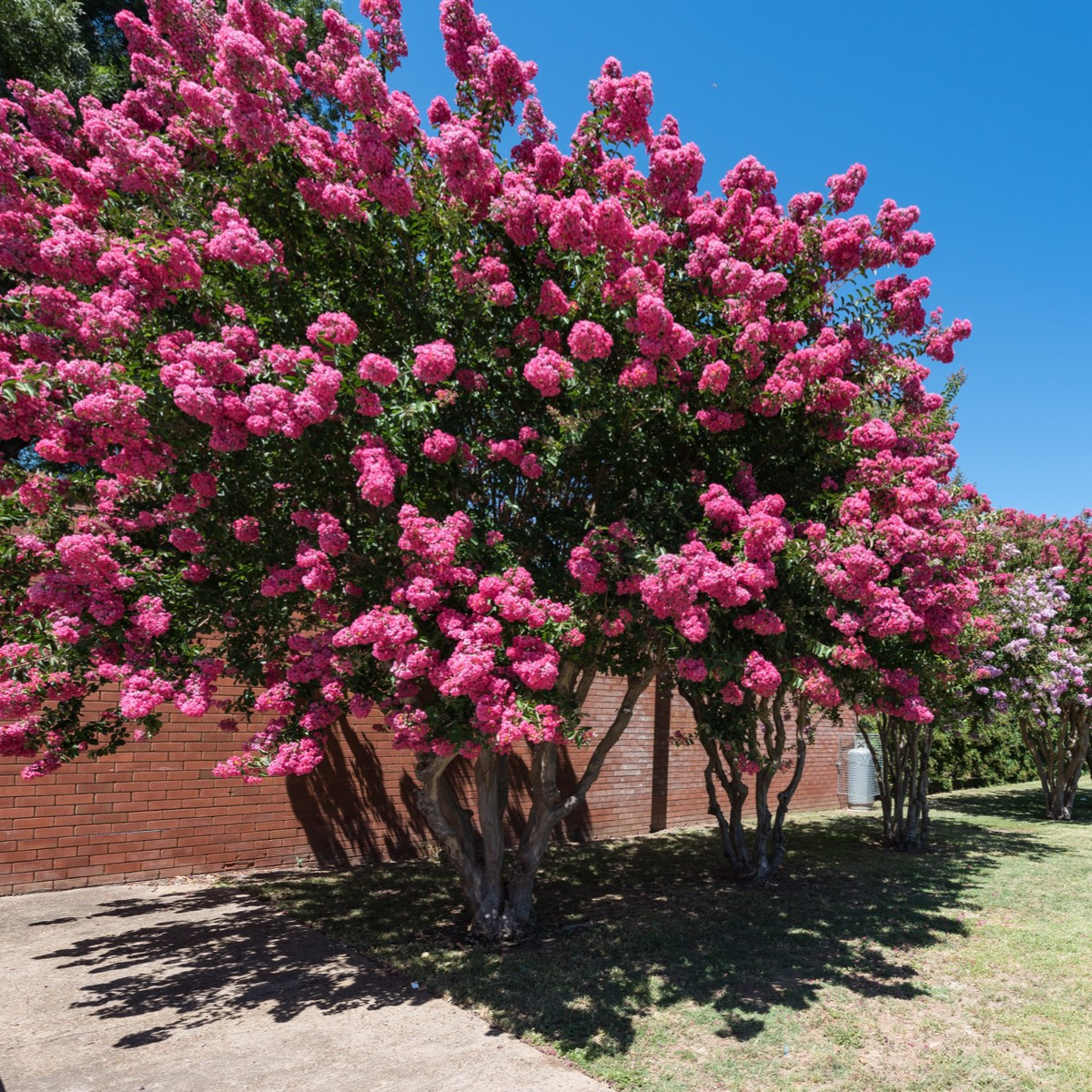 Krepová myrta - Lagerstroemia indica - semena myrty - 6 ks
