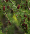 Sibirski macesen - Larix sibirica - semena macesna - 10 kosov