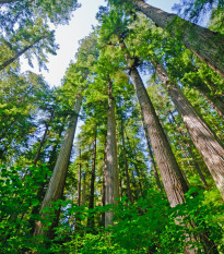 Sekvoj vždyzelená - Sequoia sempervirens - semena sekvoje - 3 ks