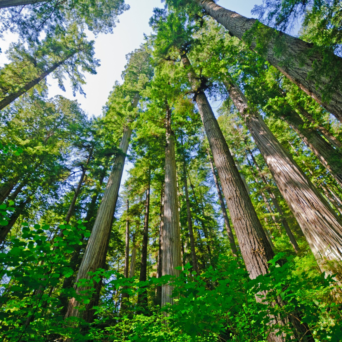 Sekvoj vždyzelená - Sequoia sempervirens - semena sekvoje - 3 ks