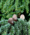Himalajski cedra – Cedrus deodara – semena cedre – 10 kosov
