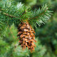 Douglaska tisolistá - Pseudotsuga menziesii - semena douglasky - 8 ks