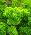 BIO Peteršilj Grüne Perle - Petroselinum crispum - bio semena peteršilja - 600 kos