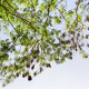 Akácie - Acacia mangium - semena akácie - 8 ks
