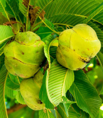 Dilenija indijska - Dillenia indica - semena dilenije - 12 kos