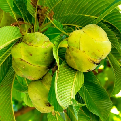 Dilenija indijska - Dillenia indica - semena dilenije - 12 kos
