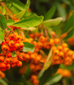 Kitajska ognjena trnka - Pyracantha fortuneana - semena - 5 kosov
