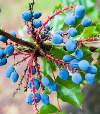 Mahónie cesmínolistá - Mahonia aquifolium - semena mahónie - 5 ks