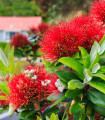 Metrosideros excelsa – semena Metrosiderosa – 7 kosov