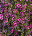 Balmin metlatý – Leptospermum scoparium – semena – 10 kosov