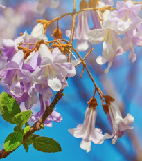 Paulovnie fortuneova - Paulownia fortunei - semena paulovnie - 15 ks