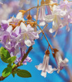 Paulovnija Fortuneova - Paulownia fortunei - semena paulovnije - 15 kosov
