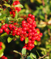 Hlohynja škrlatna - Pyracantha coccinea - semena hlohynje - 5 kos