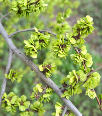 Turkestánský brest - Ulmus pumila - semena brestu - 10 ks