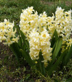 Hijacinta City of Haarlem - Hyacinthus orientalis - čebulica hijacinte - 1 kos