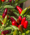 Čili Jalapeno - Capsicum annuum - semena čili - 6 kos