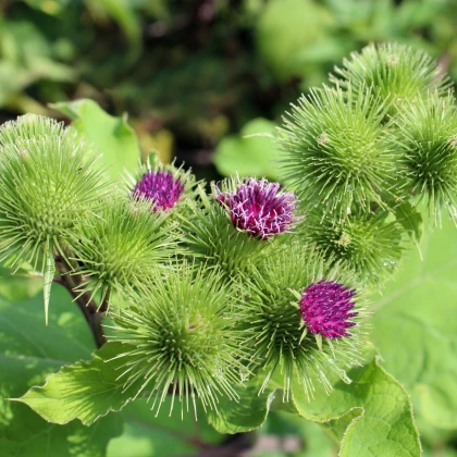 Lopuch větší - Arctium lappa - semena lopuchu - 10 ks