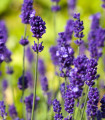 Sivka zdravilna Lavance Special - Lavandula angustifolia - semena sivke - 15 kos