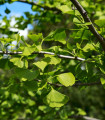 Jinan dvoulaločni - Ginkgo biloba - semena jinanu - 2 kos