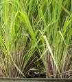 Limonska trava - Cymbopogon citratus - semena limonske trave - 20 kos