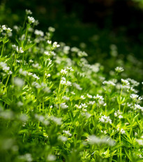 Mařinka vonná - Asperula odorata - semena mařinky - 6 ks