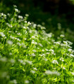 Dišeča marinka - Asperula odorata - semena marinke - 6 kosov