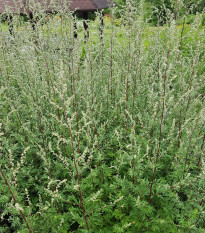 Pelin – Artemisia vulgaris – semena pelina – 130 kosov