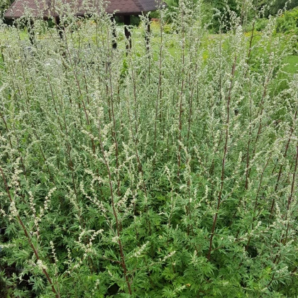 Pelin – Artemisia vulgaris – semena pelina – 130 kosov