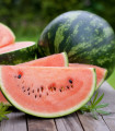 Lubenica Crimson Sweet - Citrullus lanatus Matsum et Nakai - semena lubenice - 6 kos