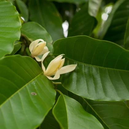 Magnólie champaca - Magnolia champaca - semena magnólie - 5 ks