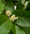 Magnolija champaca - Magnolia champaca - semena magnolije - 5 kosov