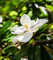 Magnolija velikocvetna - Magnolia grandiflora - semena magnolije - 5 kosov